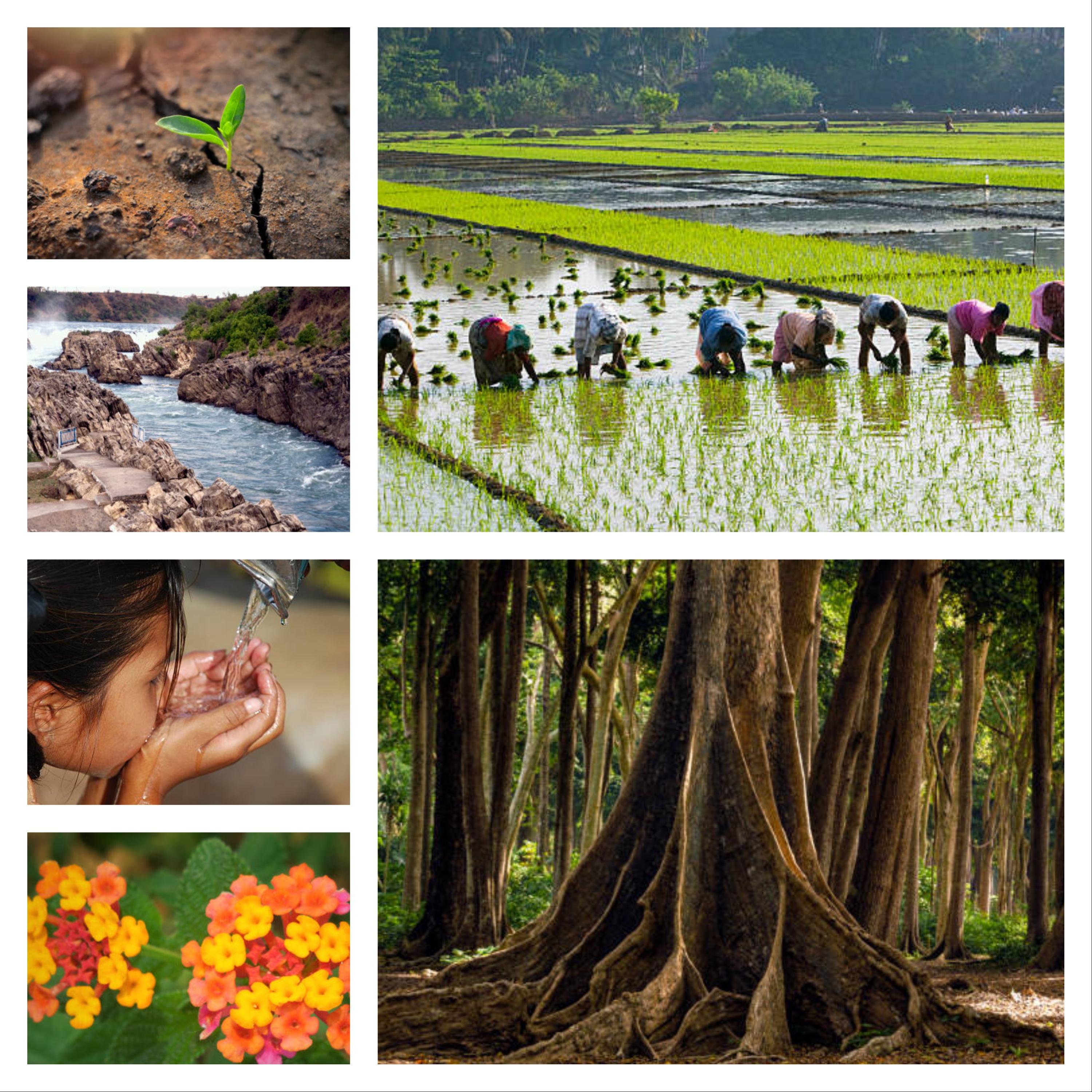 Vriksha-Mitra Eco Regeneration